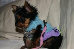BABY FACE X-MAS TEACUP YORKIE PUPPIES FOR ADOPTION