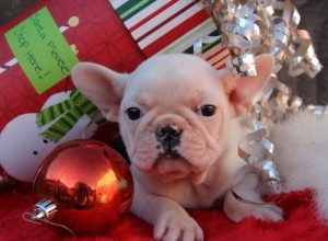 very well socialized Frenchie Puppies