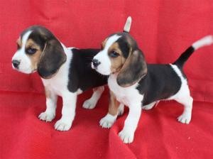 beagle puppies