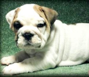 Top Quality health Guaranteed English Bulldog puppies