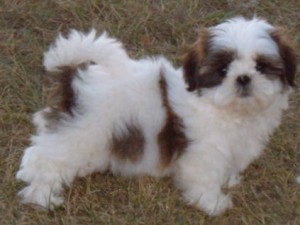 Xmass Shih Tzu puppies