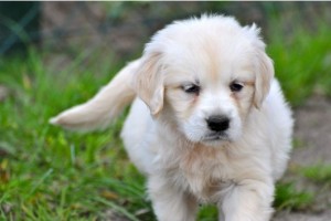 AKC Golden Retrieve