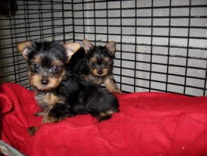Teacup Female Yorkie Puppy If interested please email or text at (218) 277-5508. Thank you