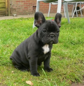 Well trained french bulldog puppies!