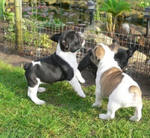 Available French Bulldog puppies