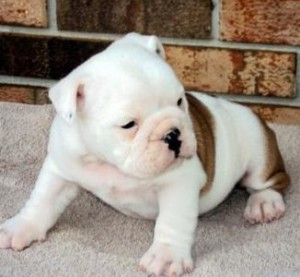 Quality English Bulldog Puppies For Adoption