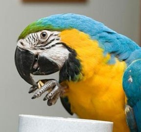 blue and gold macaw parrot for adoption