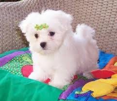 Two lovely maltese puppies for adoption.