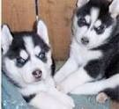 male and female siberian husky for lovable hoom