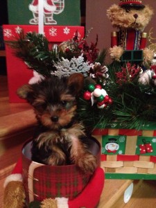 Christmas Teacup Yorkie Puppies Beautiful Little Faces