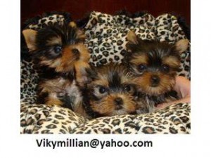 charming Teacup yorkie puppies for Christmas adoption