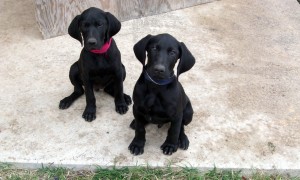 German shorthaired Pointer puppies