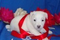 Gorgeous Christmas male and female Jack Russel puppies for adoption to good loving and caring homes {347} 808 1753.
