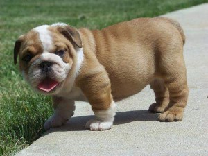 GORGEOUS AND ADORABLE X.MASENGLISH BULLDOG PUPPIES FOR FREE ADOPTION