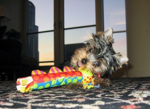 Socialized Male and Female Yorkie Puppies For Adoption
