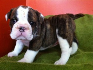 Mini English Bulldog Puppies Ready To Go Now!!!!