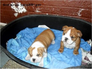 4 English Bulldog puppies looking for foster parents at Xmas and forever text 3202887410 with email..