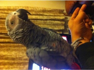 DNA Tested Tame African Grey Parrots For Xmas