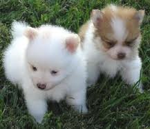 Adorable Pomeranian puppies for adoption this XMAS.