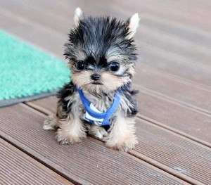 Gorgeous Teacup Yorkie puppies for Xmas