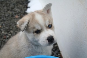 Male Siberian Husky Puppies