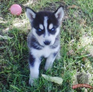 Beautiful Siberian Husky Puppies Willing To Go Now