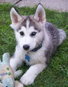 gorgeous siberian husky puppies.