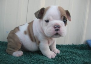 Top Quality English Bulldog Puppies Ready For XMass