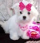 male and female maltese ready for adoption