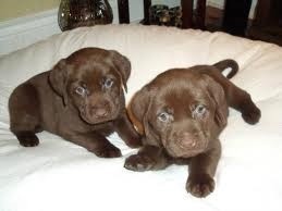 Labrador Retriever  for new home xmas