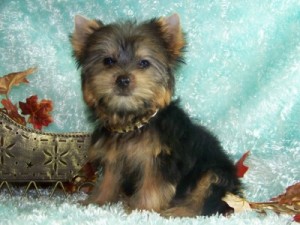 Teacup Yorkie Puppies