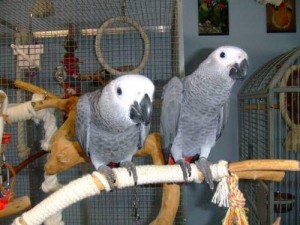 African Grey Parrots for sale now