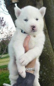 Two lovely nice baby face Siberian husky puppies