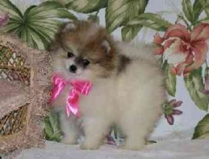 Super Tiny Teacup AKC Toy pomeranian puppies for Adoption!