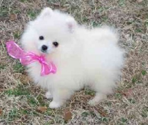 Male And Female Pomeranian puppies For re Homing