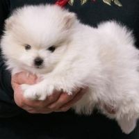 Cute pomeranian puppies for adoption