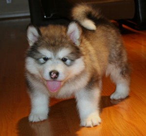Phantom, the healthy Alaskan Malamute puppy.