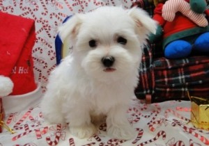 Awesome Little Teacup Maltese Puppies For Christmas