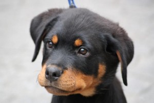 Beautiful Rottweiler Puppies