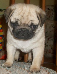 Up To Date Pug Puppies Ready to go NO CALL Only TEXT 9087364926