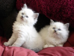 Pedigree Ragdoll Kittens