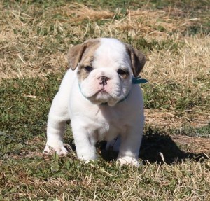 cute male and female english bull dog puppies for free adoption
