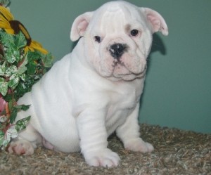 lovely xmas english bulldog puppies are now ready for good homes