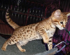 F1 Savannah kittens available for sale- Super Spotted