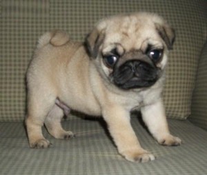 Belle Belle Pug Puppies Ready to go NO CALL Only TEXT 9087364926