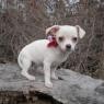 Cute Chihuahuas Available for Adoption