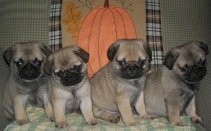 Pg-3004 Pg-3004 Pug Puppies Ready to go NO CALL Only TEXT 9087364926