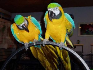 hello hello we welcome two lovely blue and gold macaw parrot