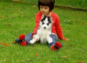 ? ? ?Oustanding  and cute ?  Siberian Husky Puppies Available ?
