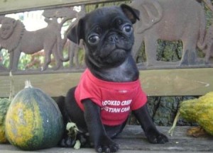 beautiful black male pug